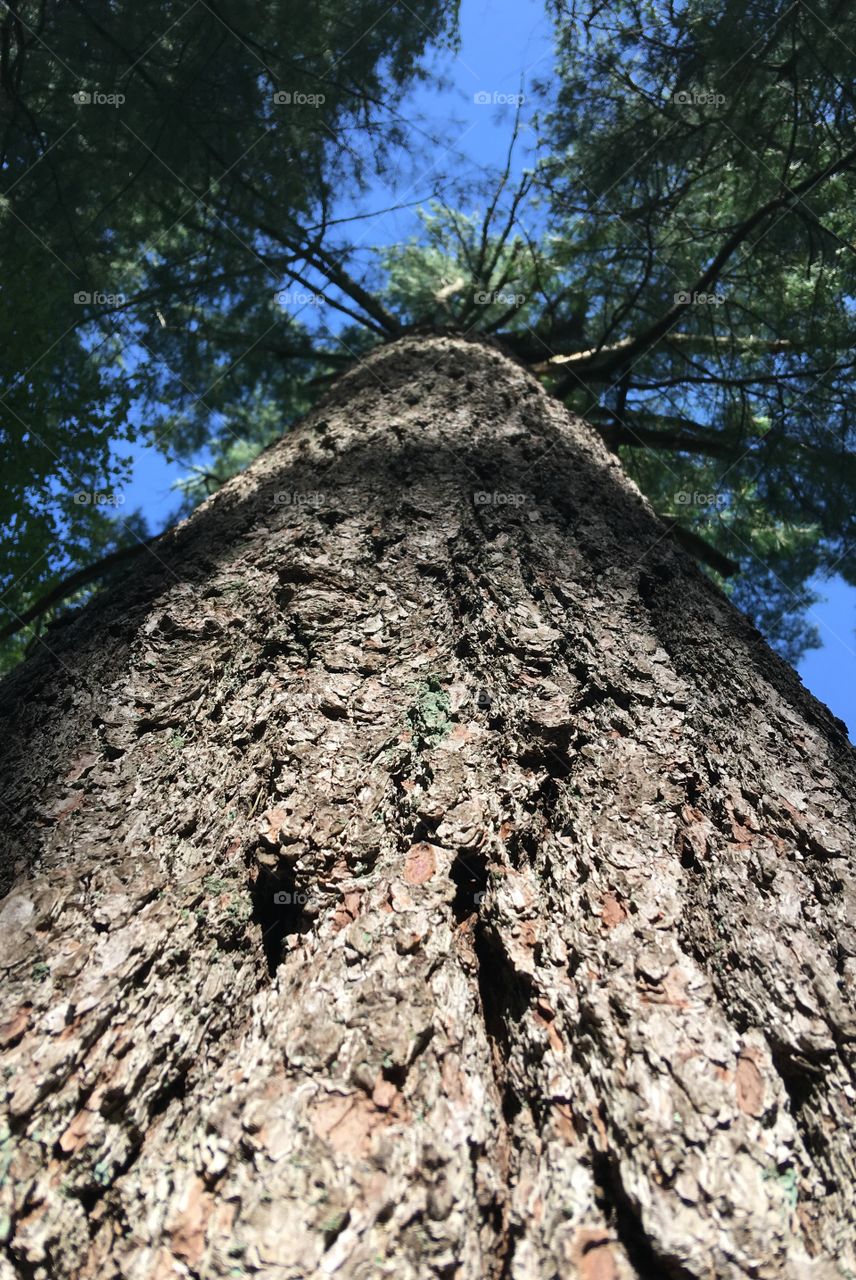 Big huge pine tree, looking up at it!