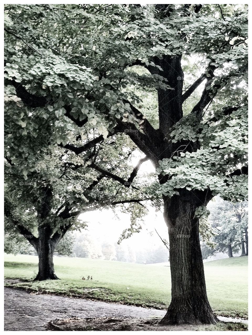 Fall trees