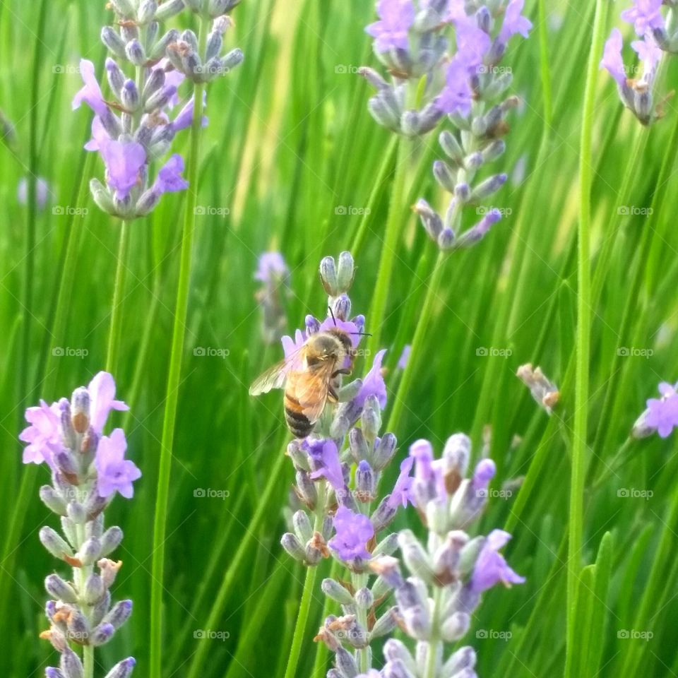 Honey Bee on Lavender blooms in the Texas Hill Country