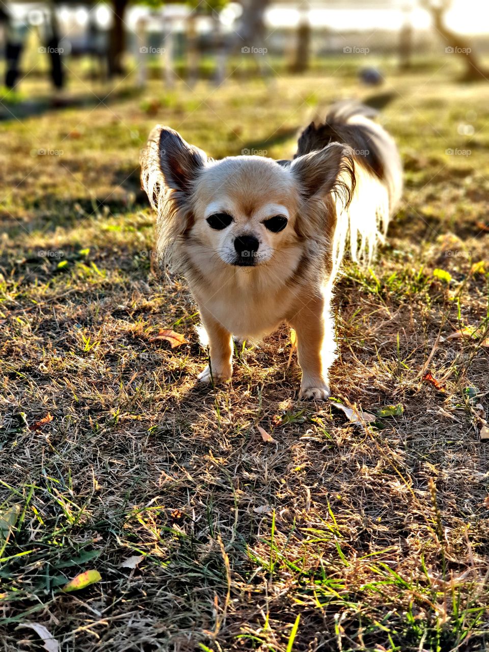 My chihuahua Benni