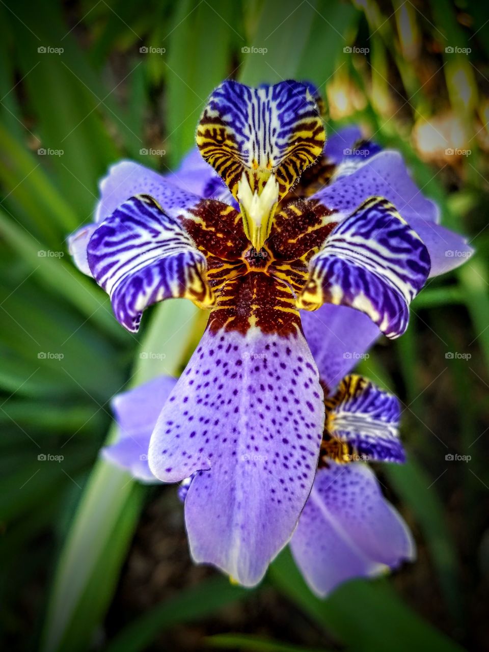 close-up of a bright blue, lavender or lilac colored iris flower with yellow center on a sunny green garden