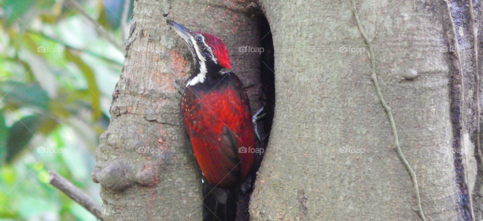 Sri Lankan woodpecker