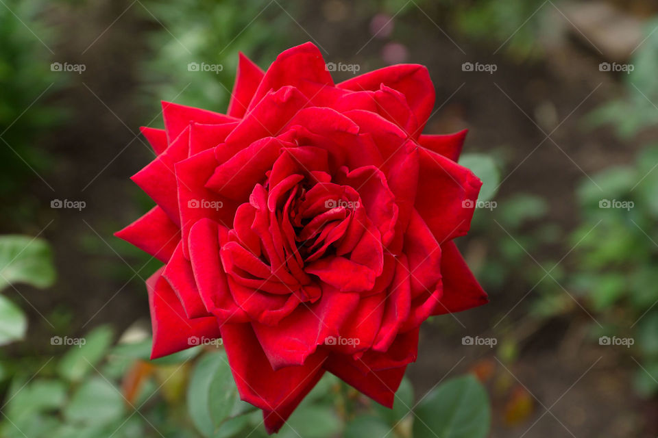 Red flower