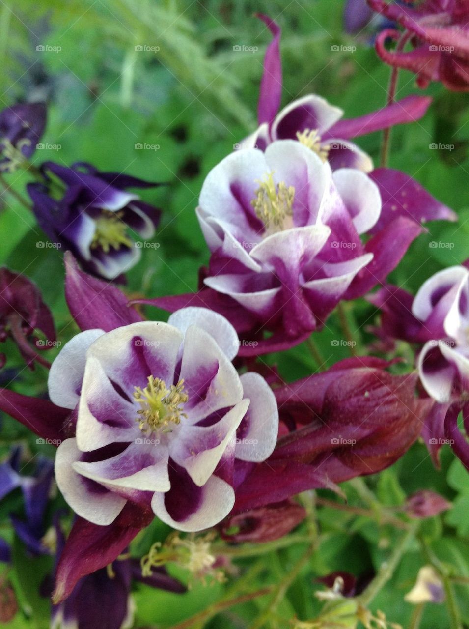 Columbine 