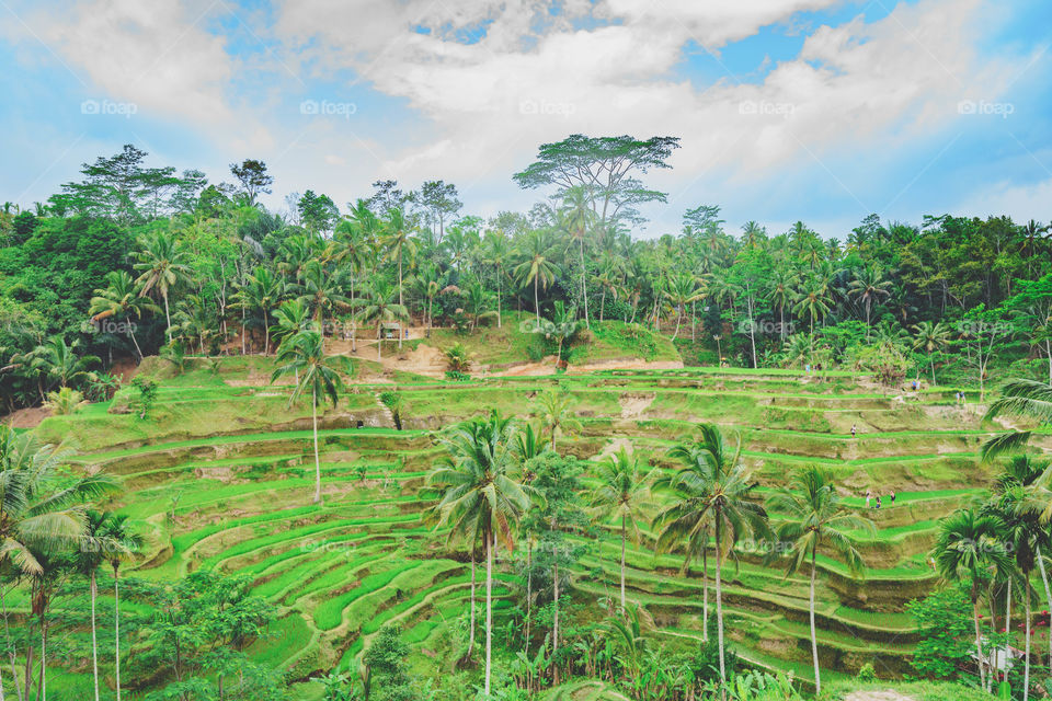 Rice field 