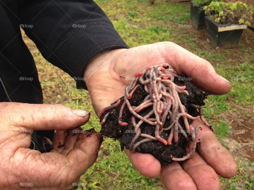 Handful of worms for fishing. Handful of worms used as bait for onshore ocean fishing for garfish, whiting, and other species, south Australia