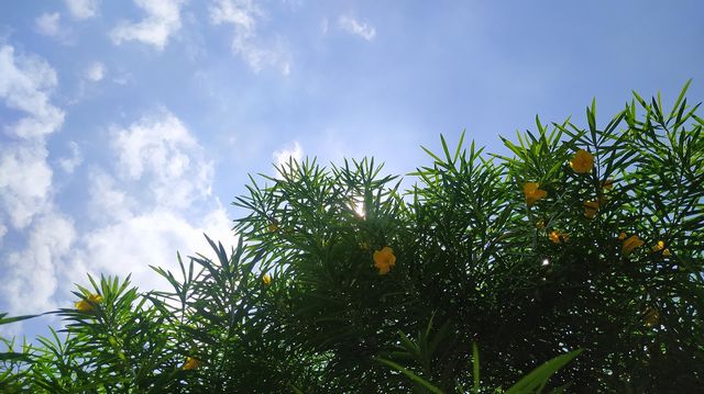 How the insects and small animals see the world
