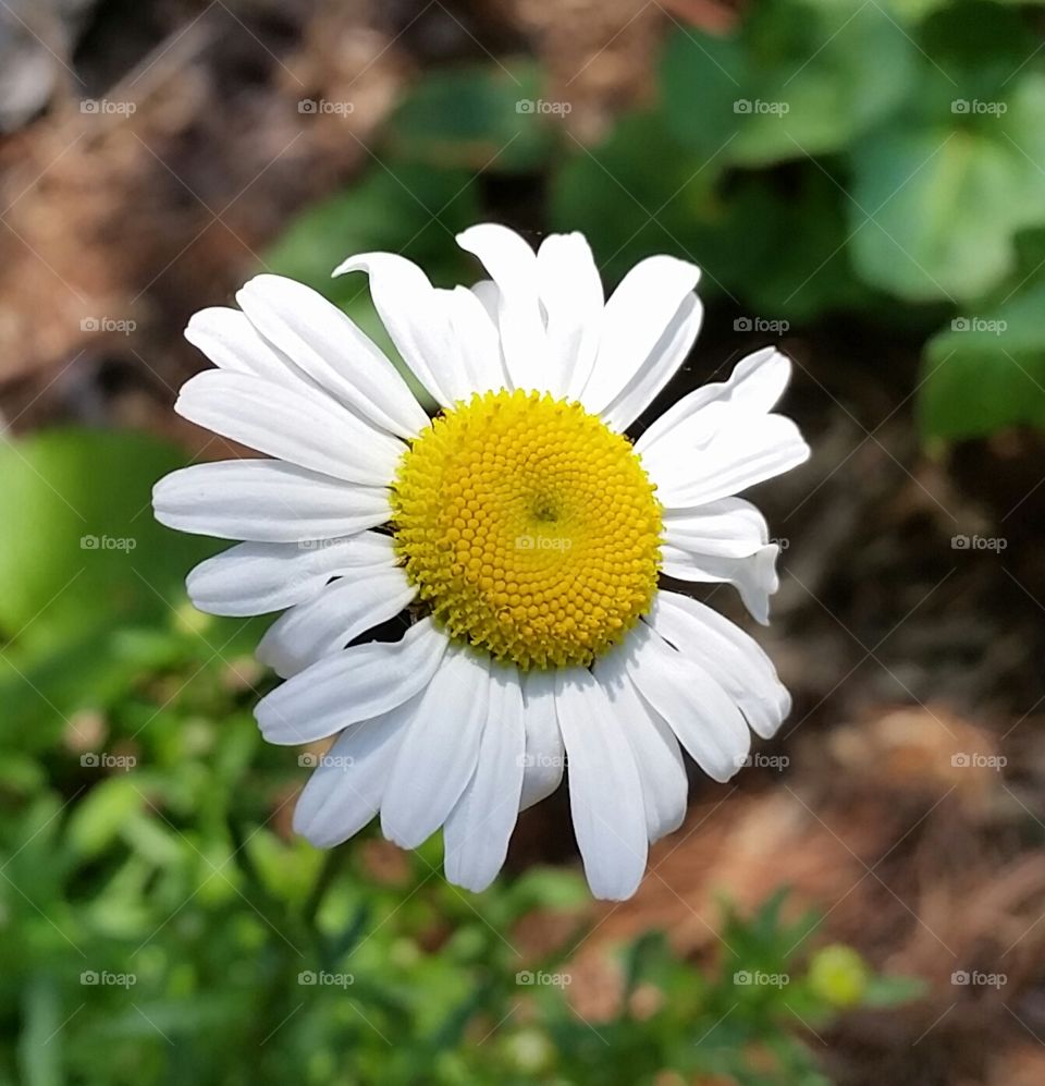 Volunteer Daisy. This flower just showed up in my vegetable garden!