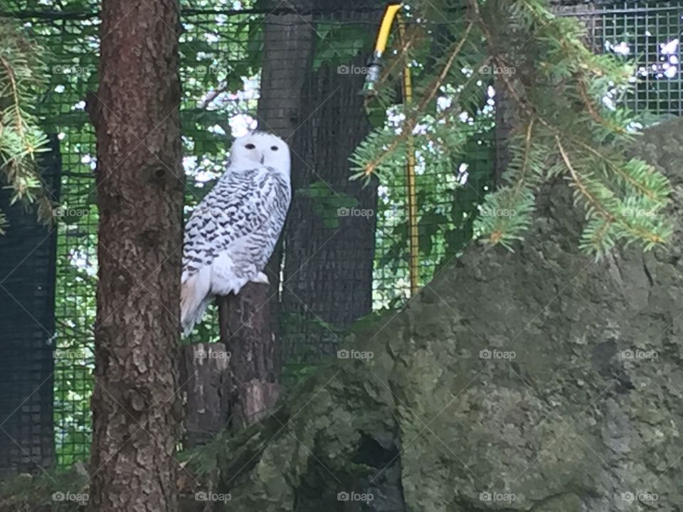 Snowy owl 
Seneca park zoo 