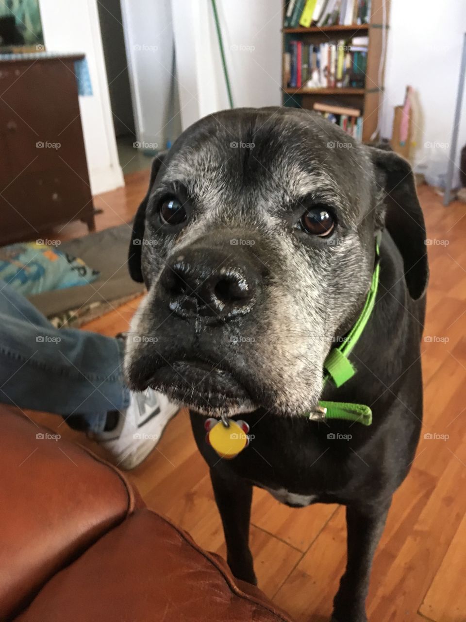 Look at me I’m only 7 years old and I need to wash this grey out of my hair! My name is Kwanita which means God is great!