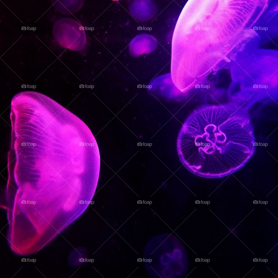Jellyfish 