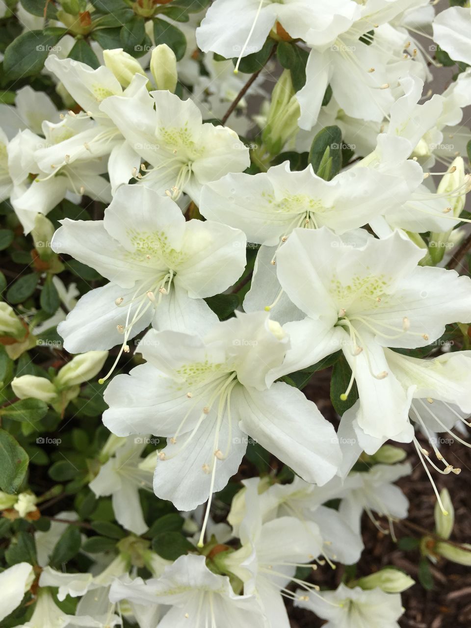 White azalea