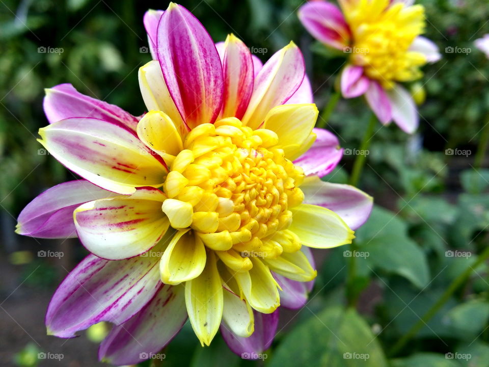 Close up of purple flower