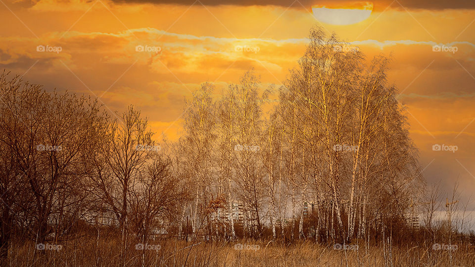 Scenic view of bare trees during sunset