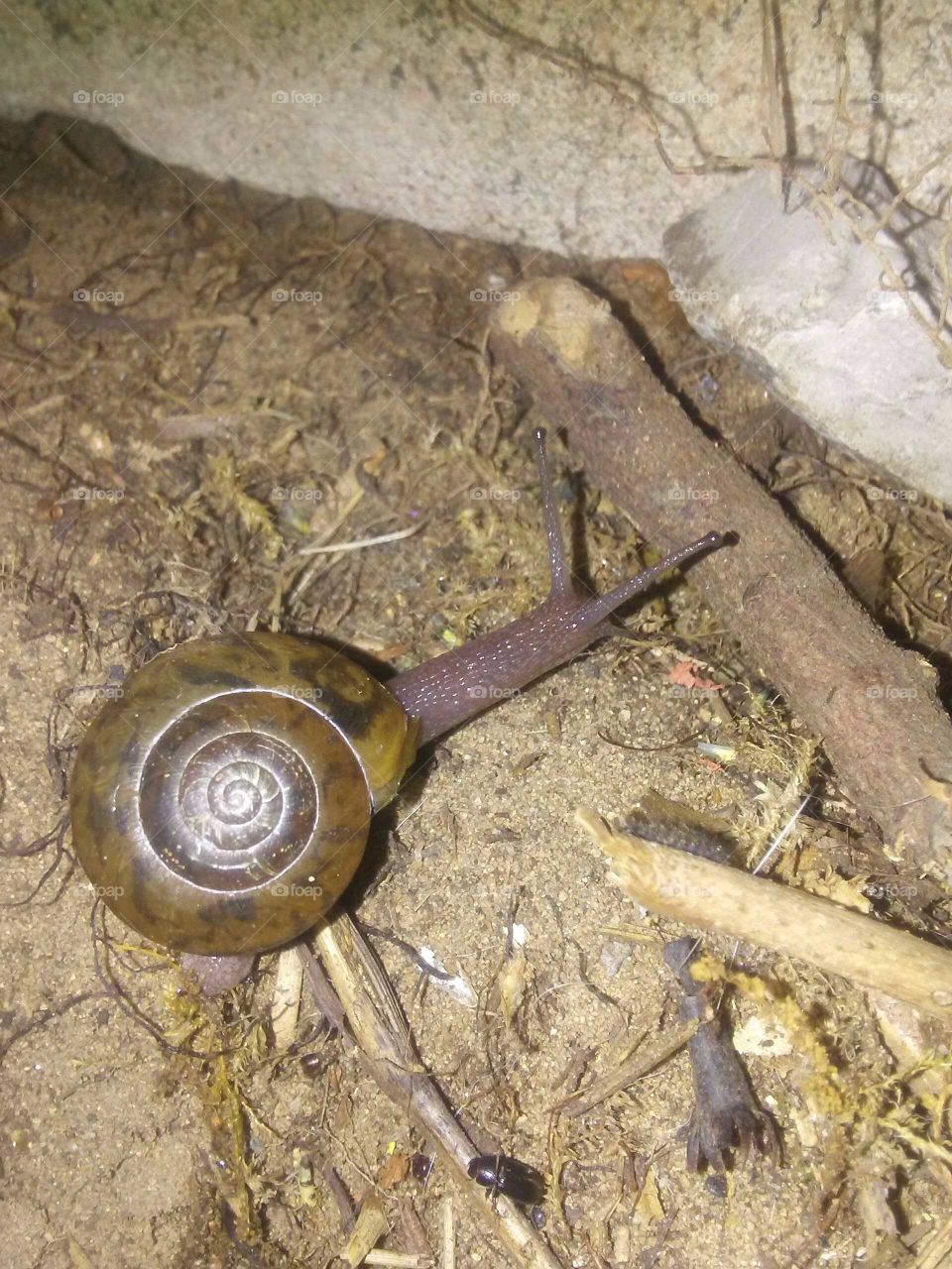 Snail sticking his neck out