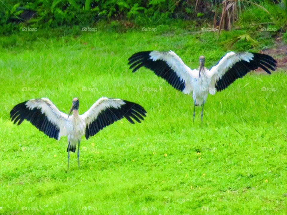 Dancing Wood Storks