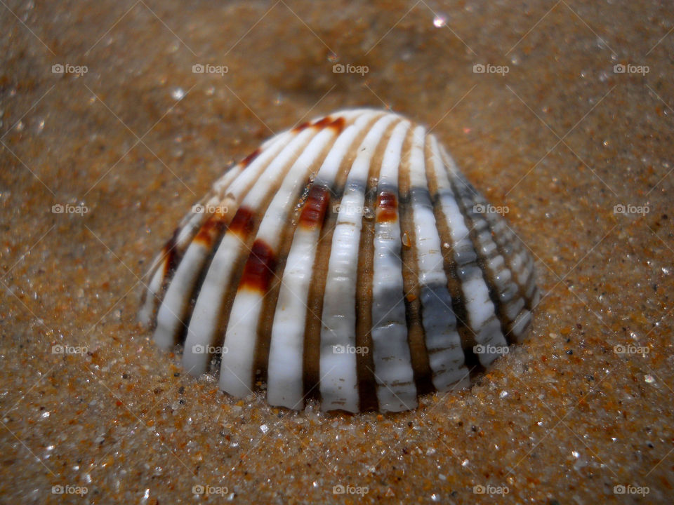 shell