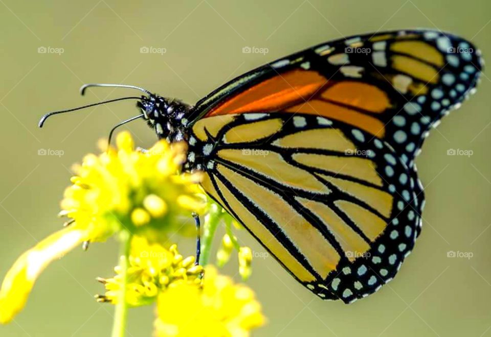 Monarch Butterfly