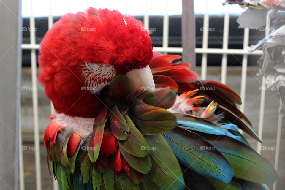 sleeping parrot 