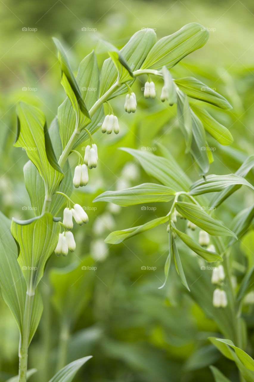 First spring flowers, white bells