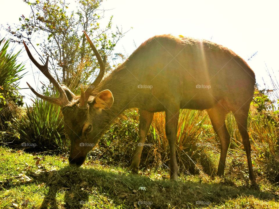 Animals and summer moods