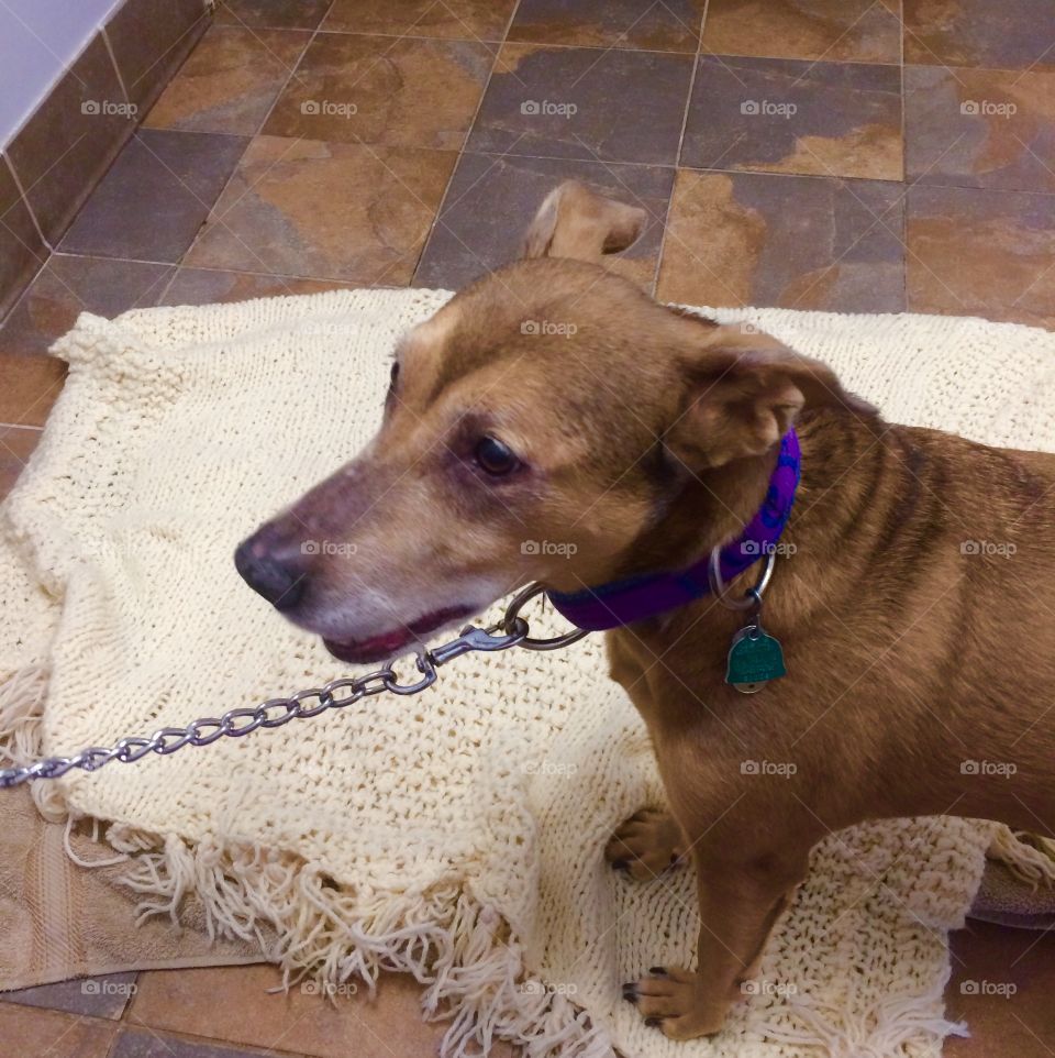 In memory of Lucy.   She was put to sleep this morning.  