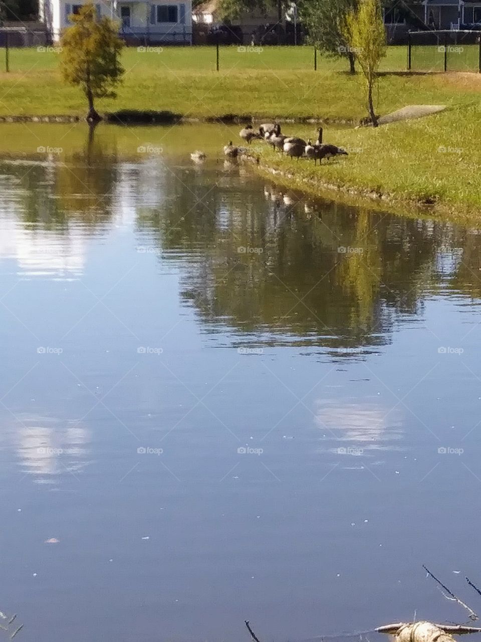 geese at a pond