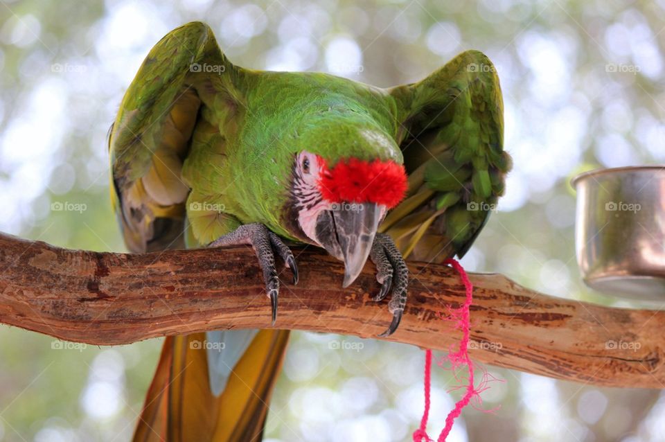 Parrot perching on branch