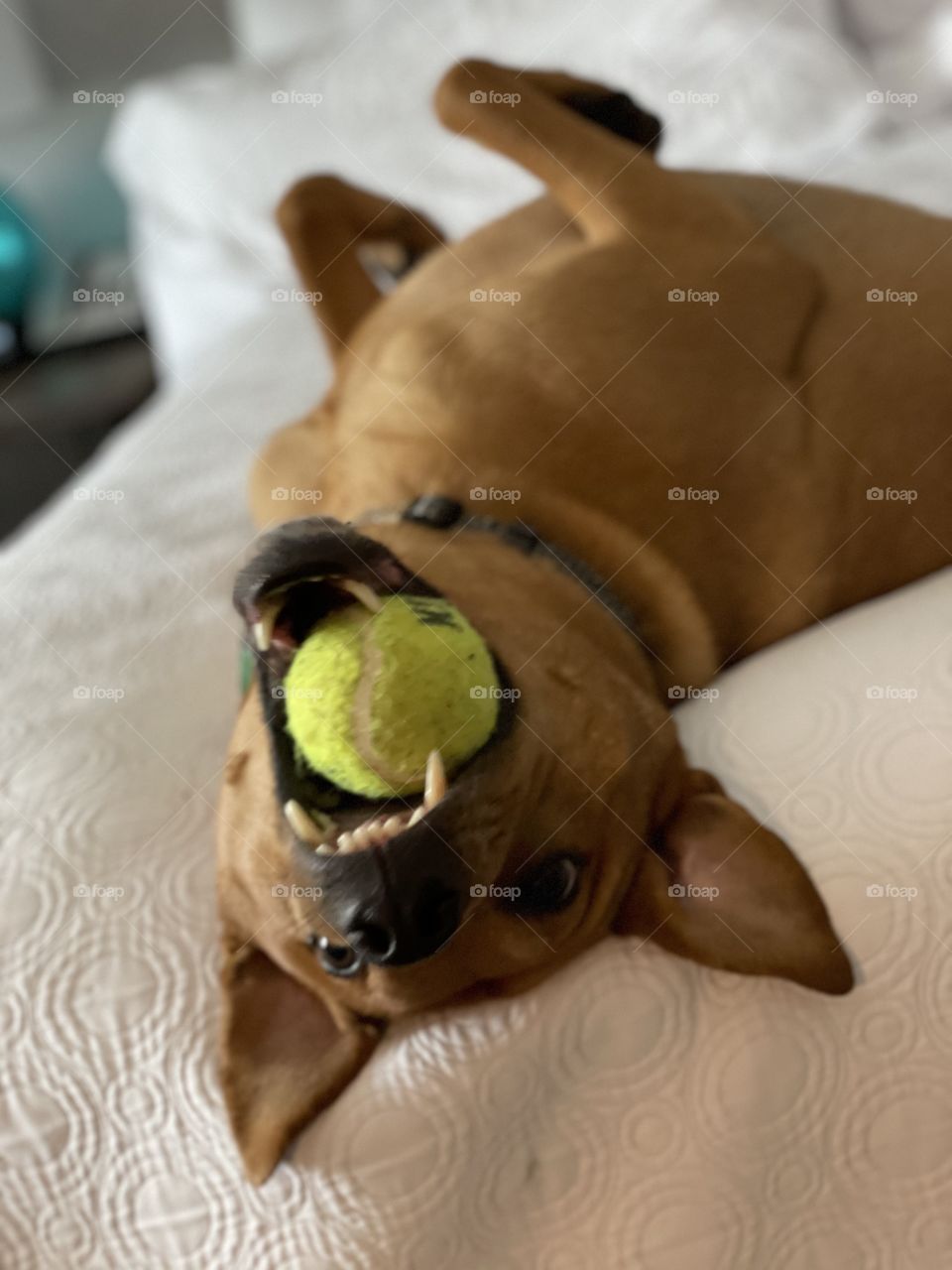 Dog with ball