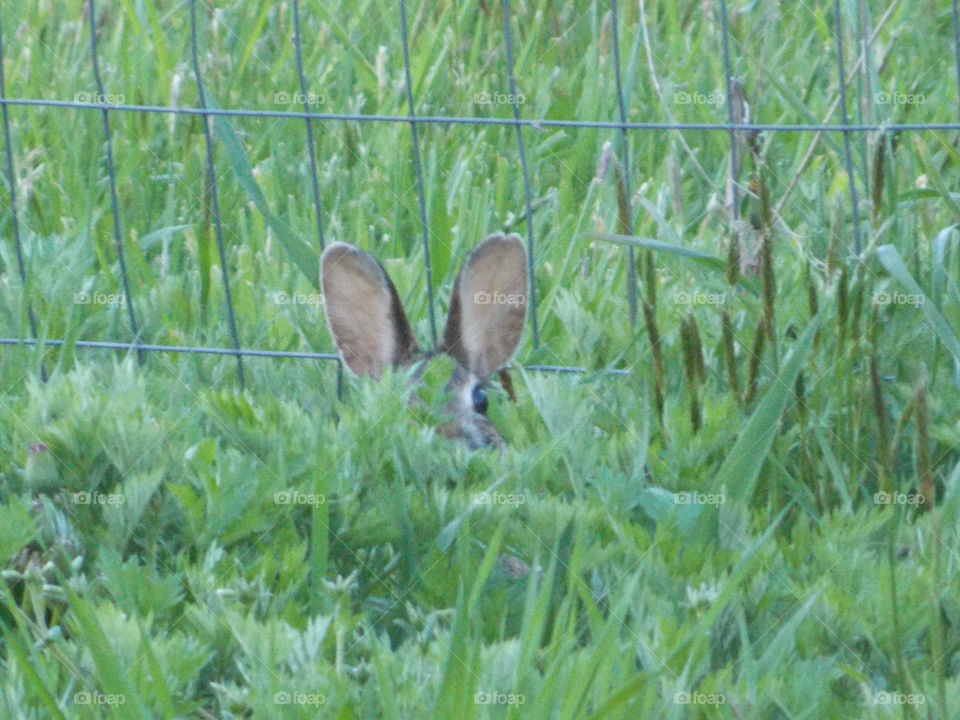 Bunny Trying to Hide in Tall Grass