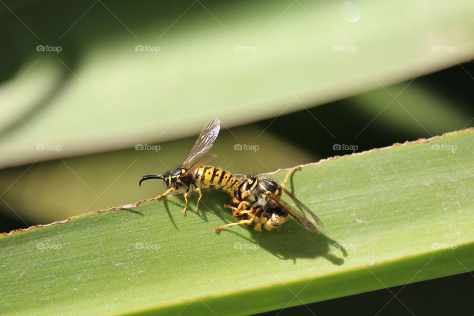 Wasps mating on a spear shaped leaf