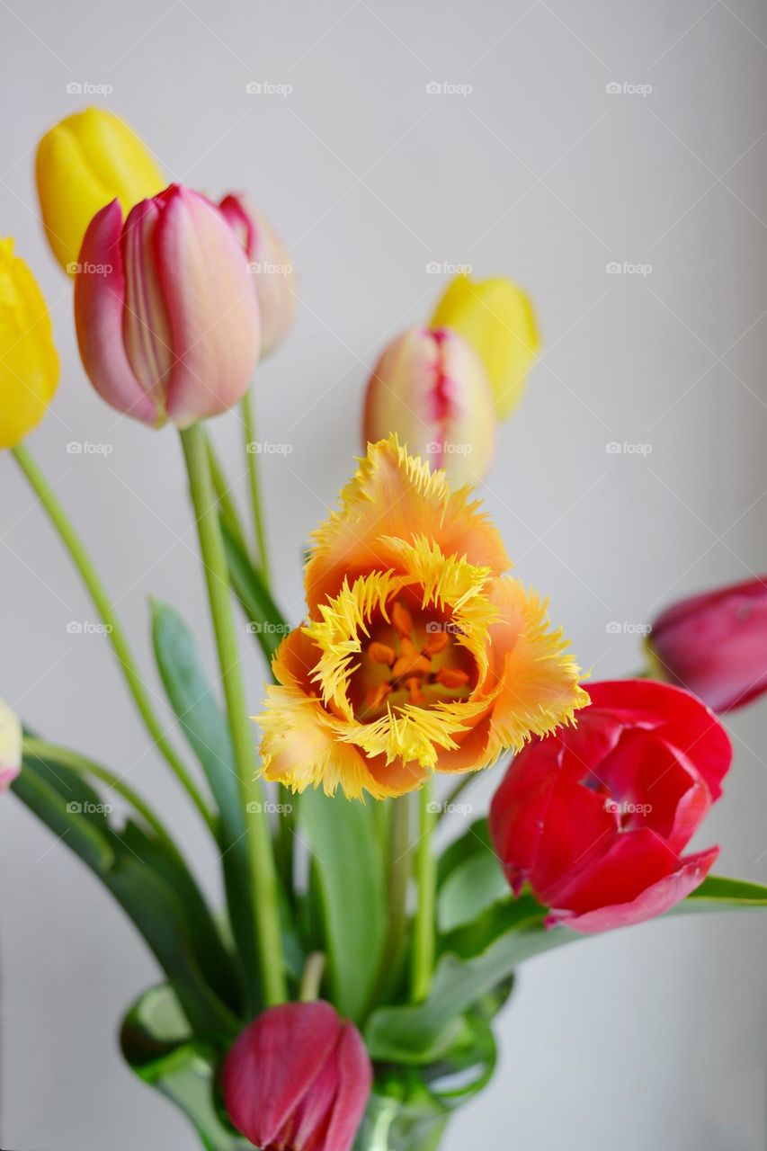 spring tulips flowers colour on a white background