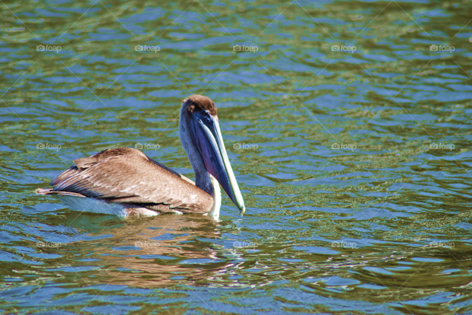 birds bird pelican pelicans by sher4492000