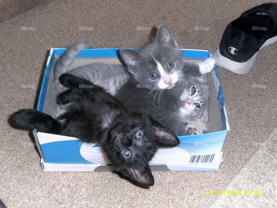 Shoe box full of kittens 