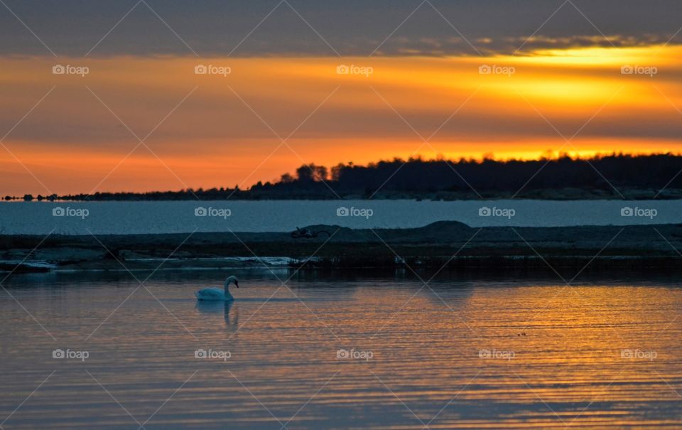A lone swan swimming on water
