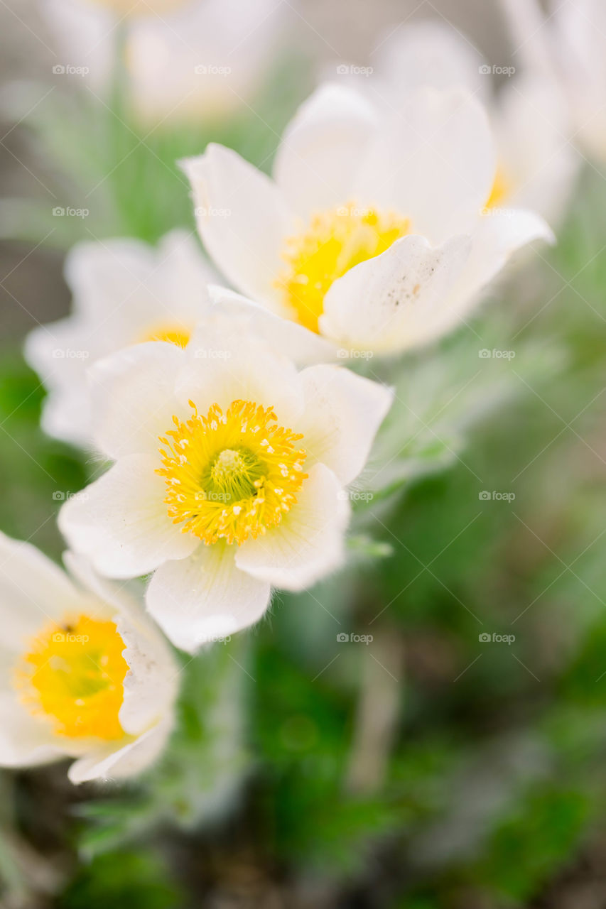 Spring flowers 