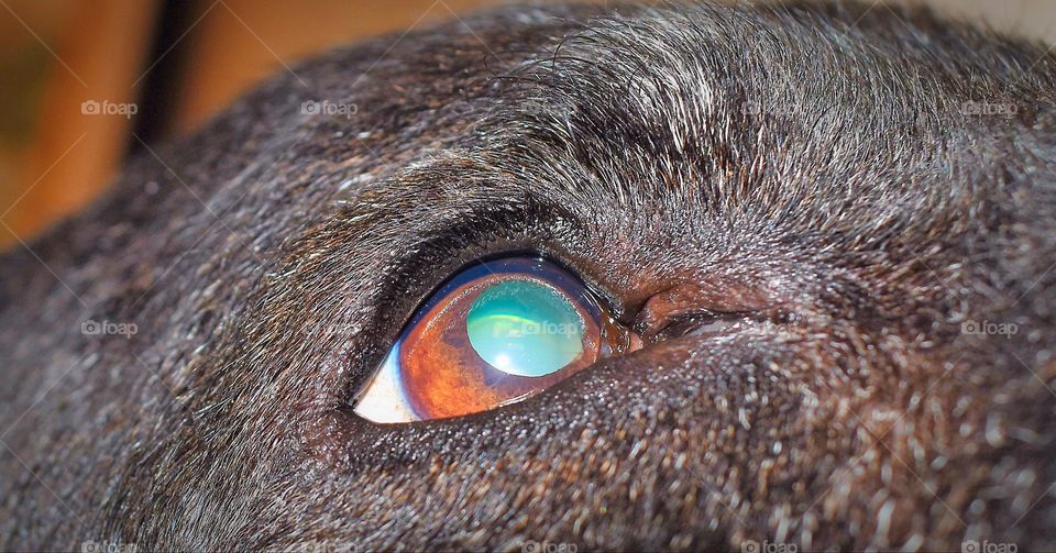 Dog's iris