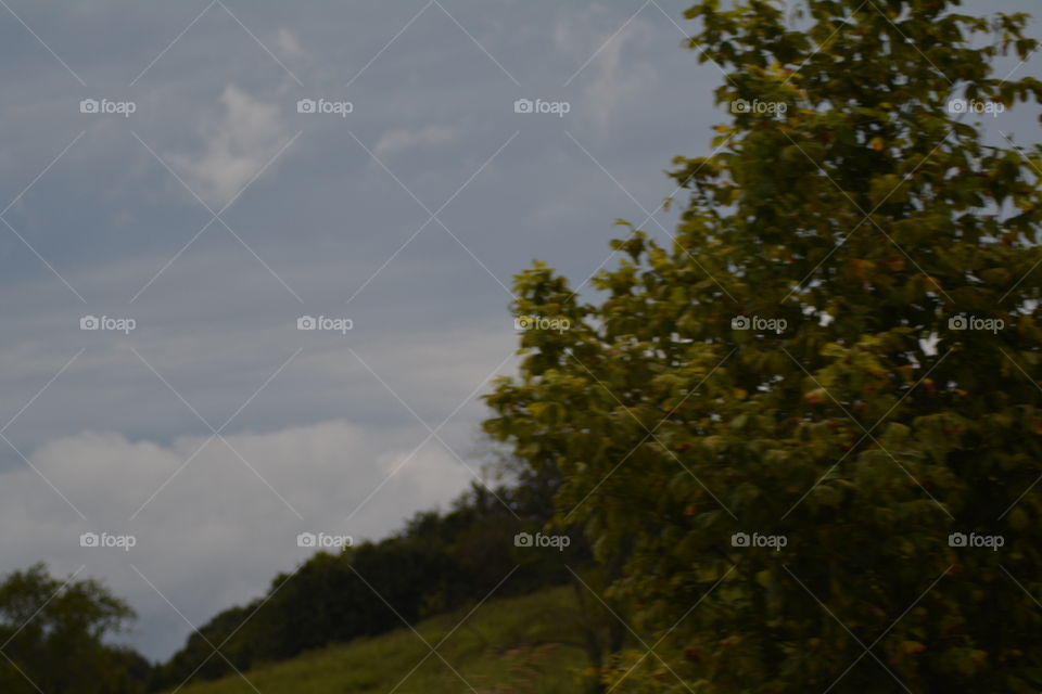 Tree, Landscape, No Person, Nature, Outdoors