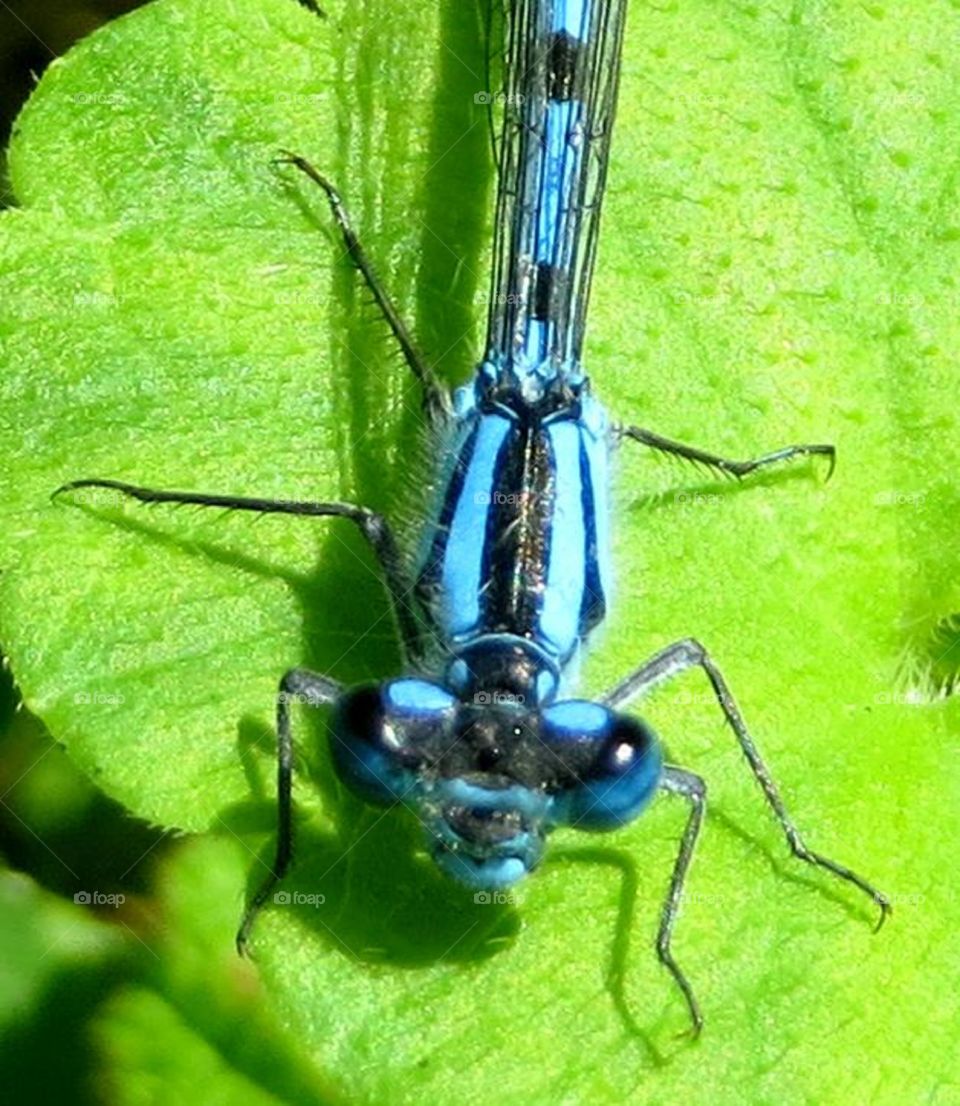 Macro shots