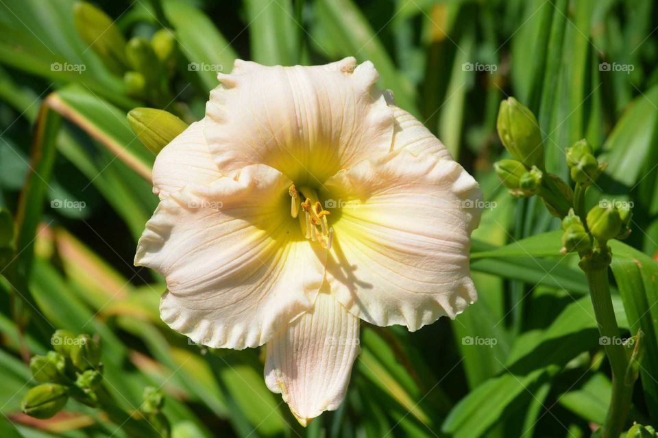 White lily flowers in park