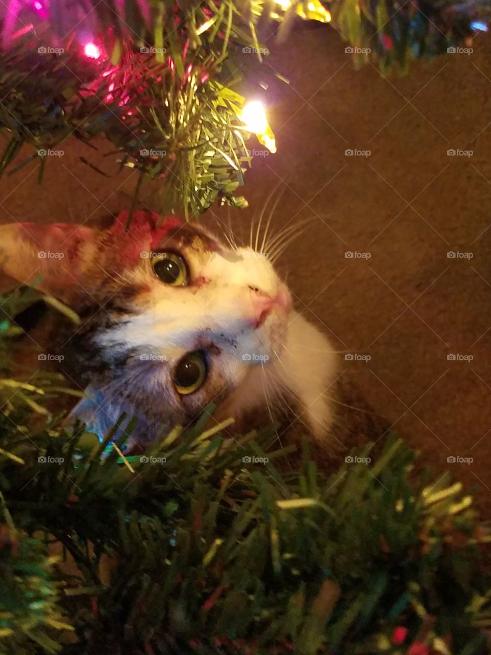 Christmas Cat