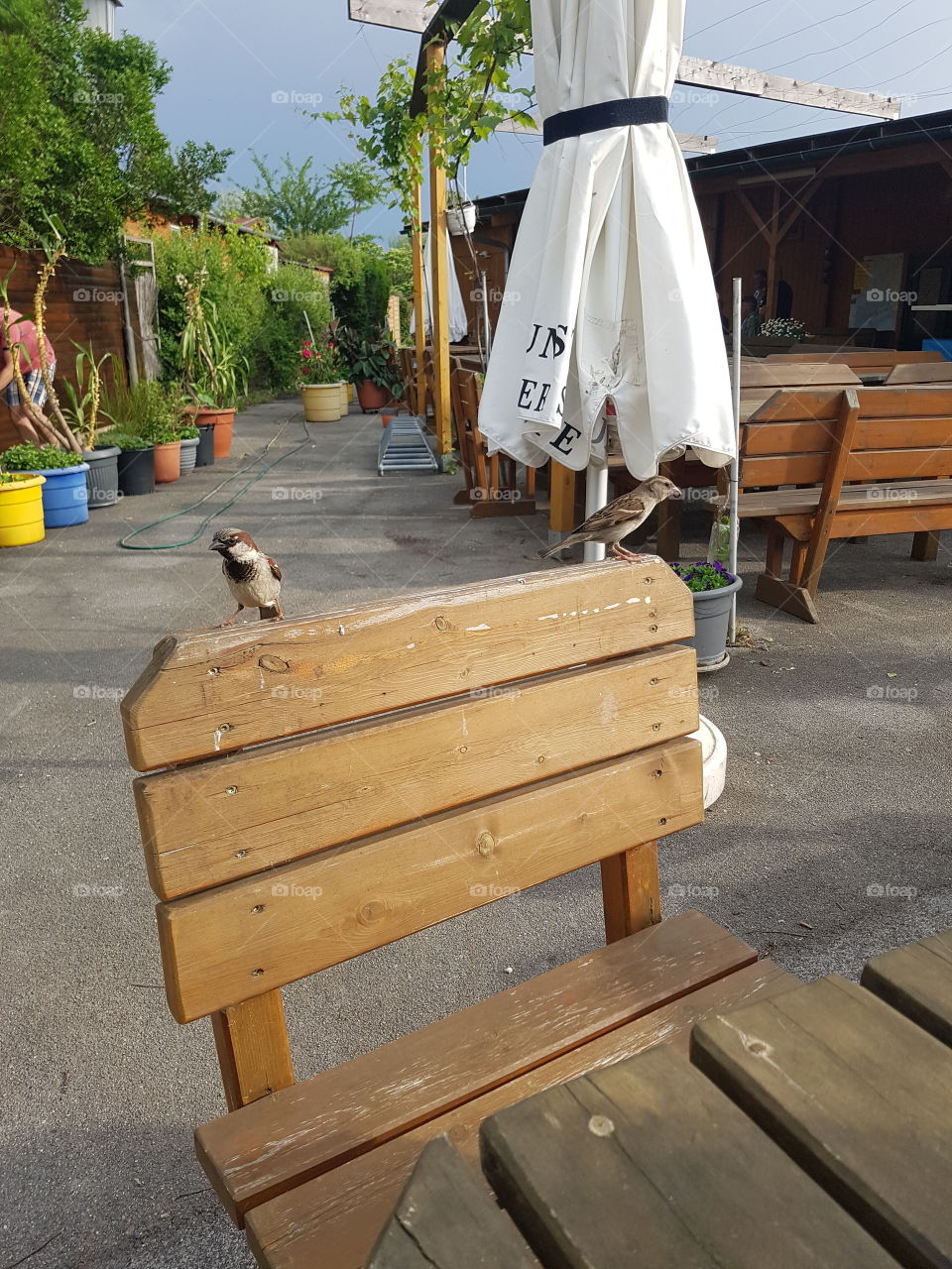 Bird on a seat