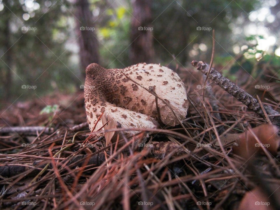 Close-up of mushroom in forest