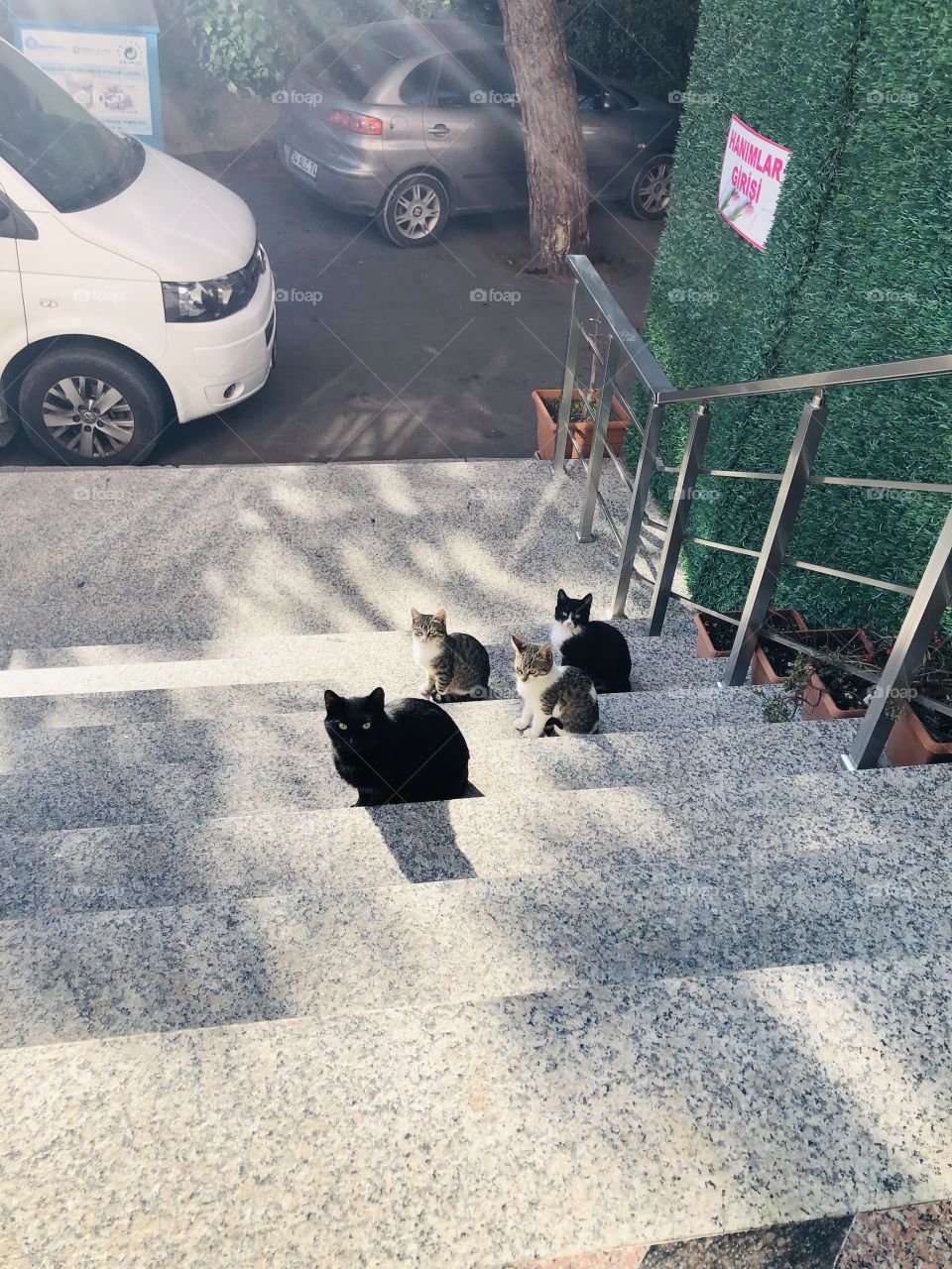 A mom cat with three kitten behind