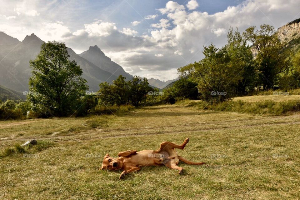 dogs, hiking, camping, outdoors, alps