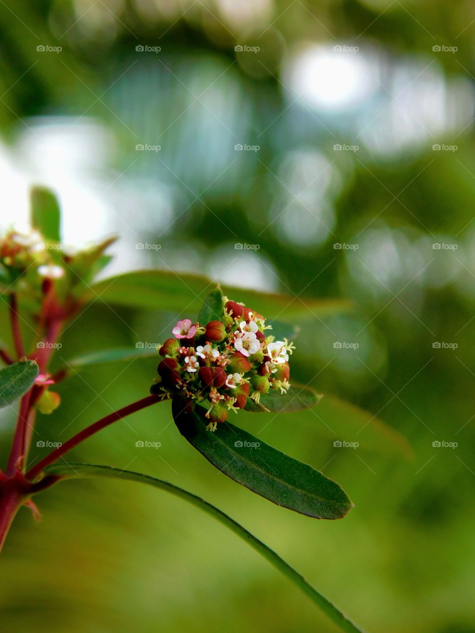 Nodding Spurge Zoom in OR Macro photography having blurred bookeh effects.