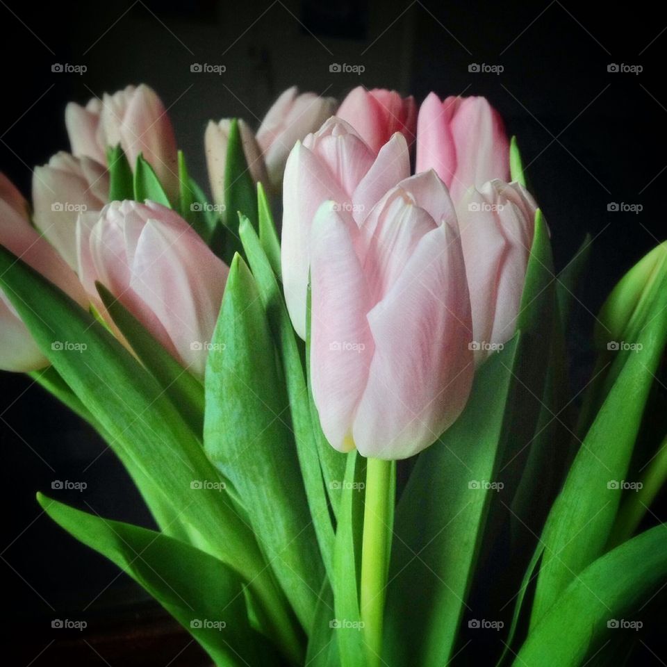 Pink tulips