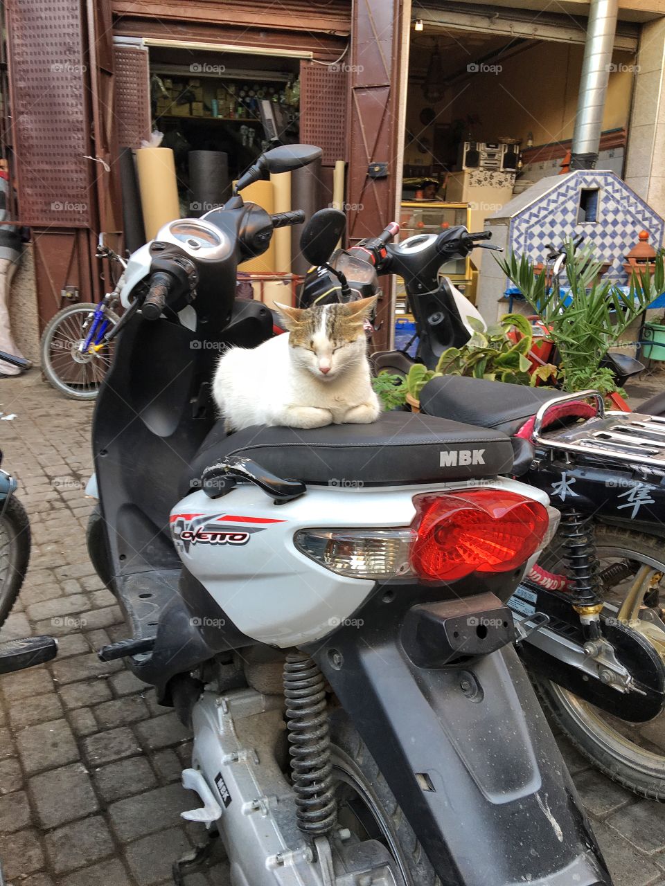 Cat on motorcycle