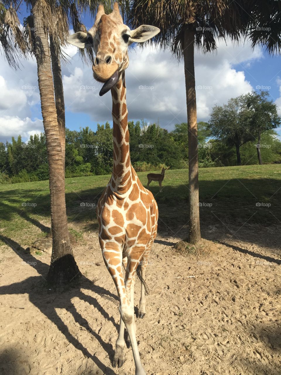 Giraffe with his tongue out 