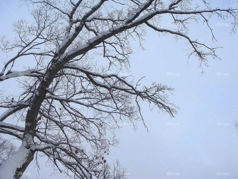 Snow covered tree trunk on the winter sky background